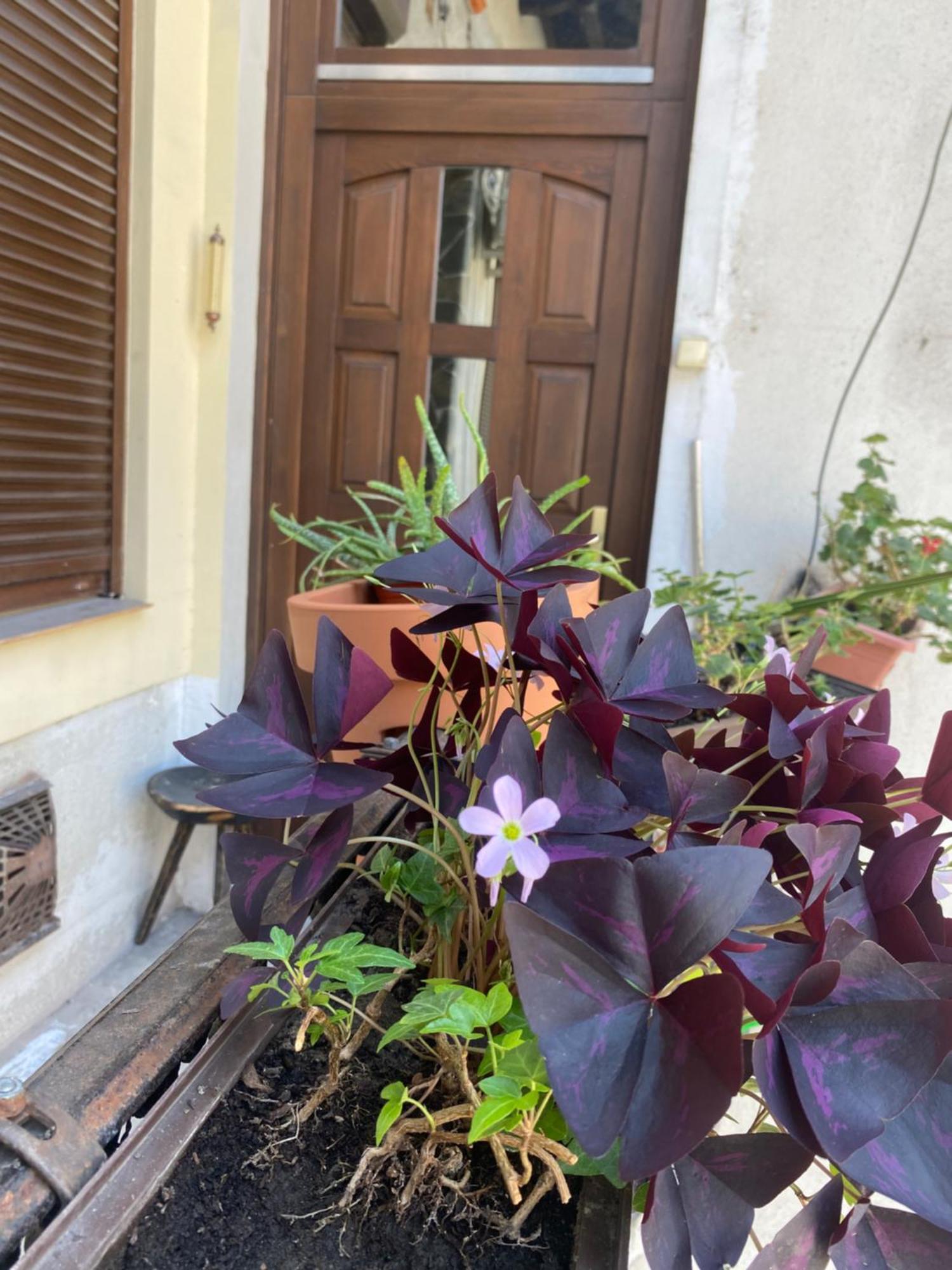Budapest Oasis One Bedroom For Renting エクステリア 写真